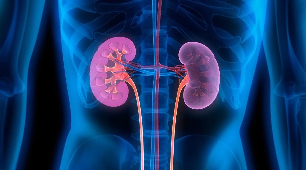 3D illustration kidney