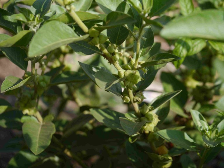 kebaikan ashwagandha fikiran lebih fokus dan jelas