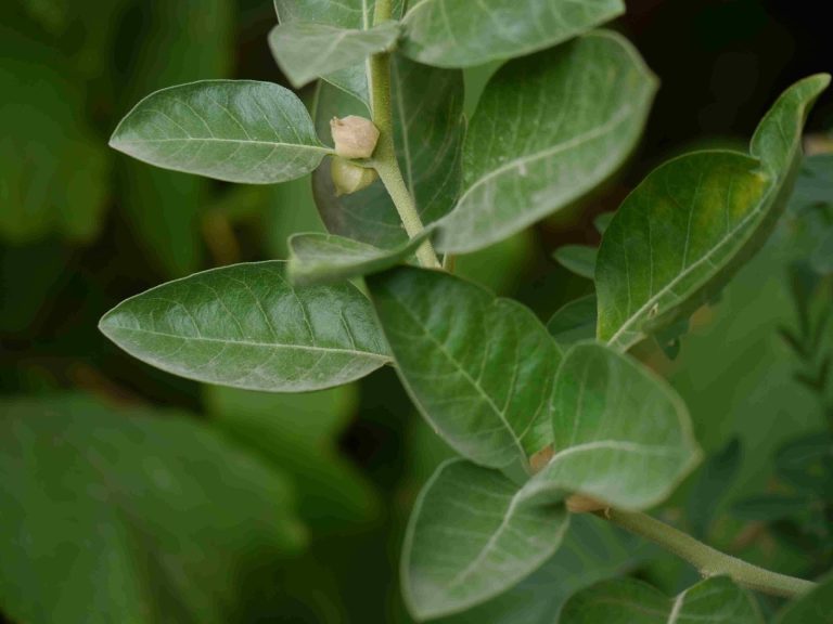 benefits of ashwagandha can enhance focus and mental clarity